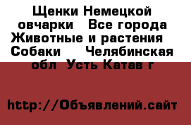 Щенки Немецкой овчарки - Все города Животные и растения » Собаки   . Челябинская обл.,Усть-Катав г.